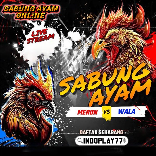 SABUNG AYAM ONLINE $ Situs Bandar Pertandingan Wala Meron Arena Filipina